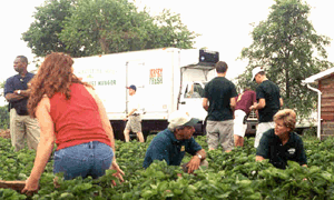 Gleaning