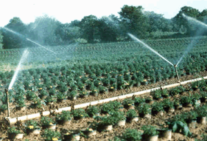 Irrigation