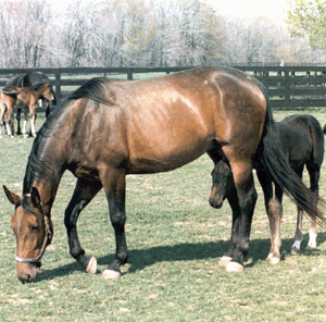 Mare and Foal