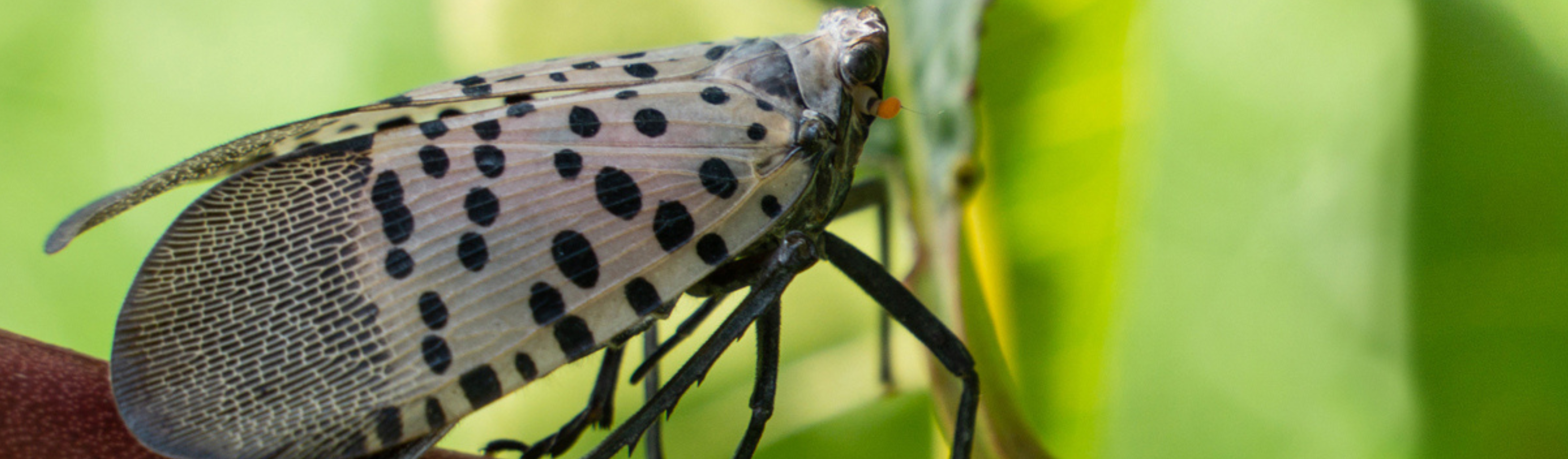 spotted lantern fly