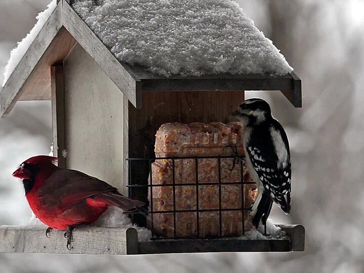 Wild birds visiting a feeder in winter