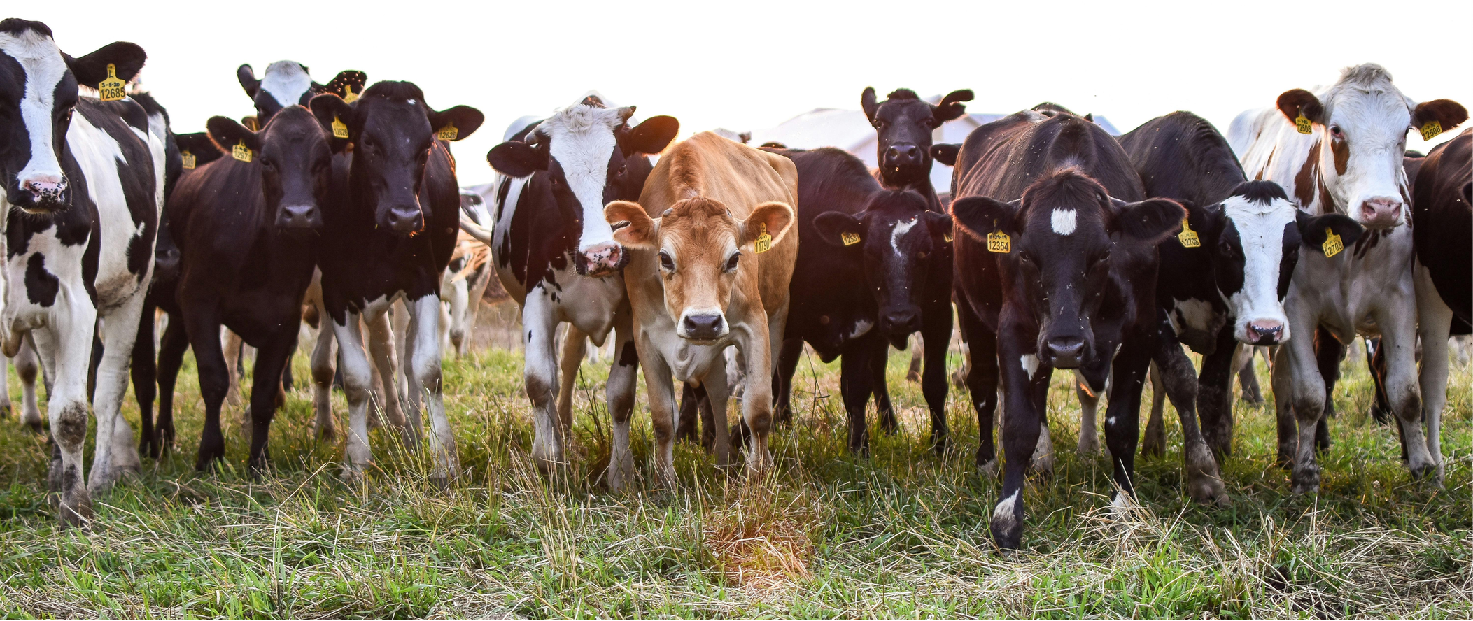 cows lined in a field looking at camera