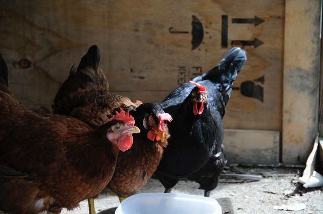 Chickens