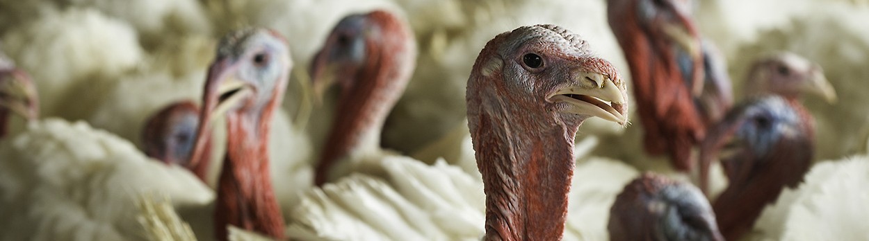 Turkeys