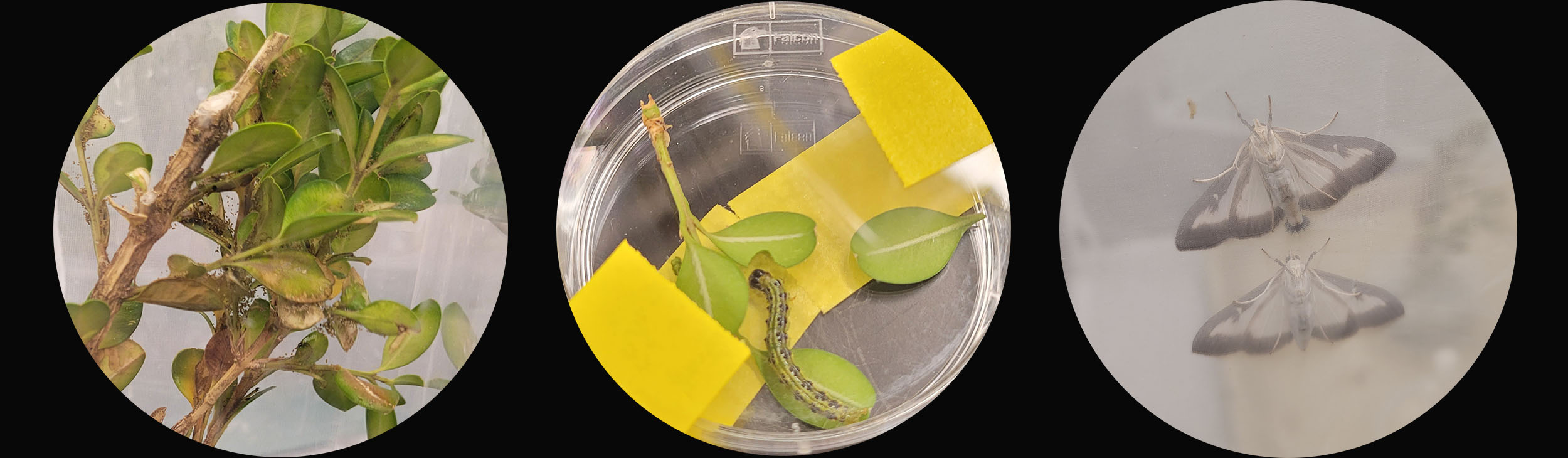 Box Tree Moth (BTM)