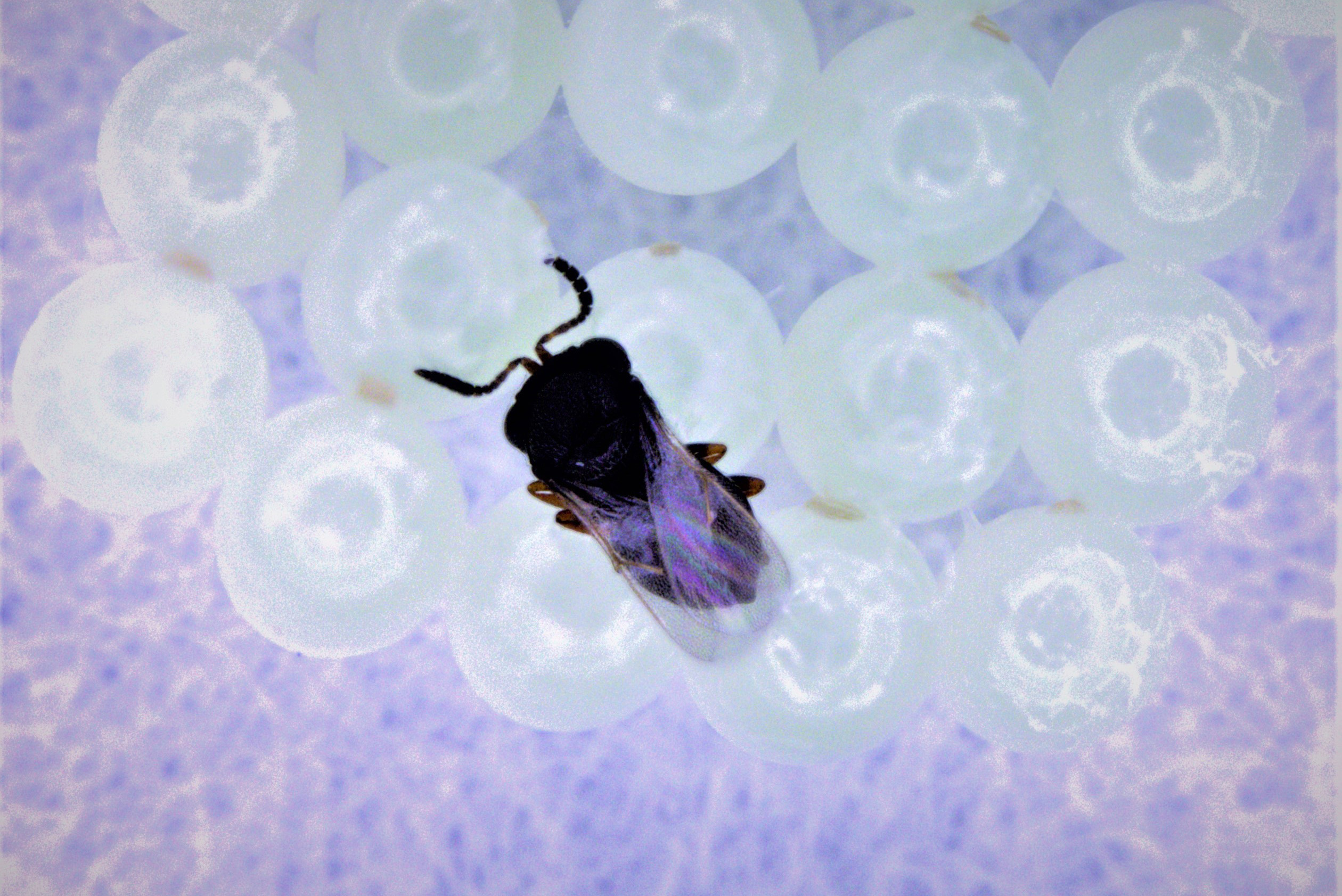 Trissolcus japonicus stinging Brown Marmorated Stink Bug eggs