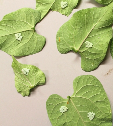 Brown Marmorated Stink Bug Egg Masses on bean leaves