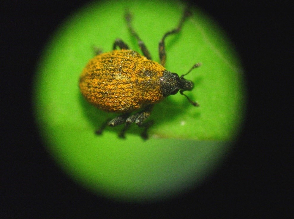 Rhinoncomimus latipes, black weevil 