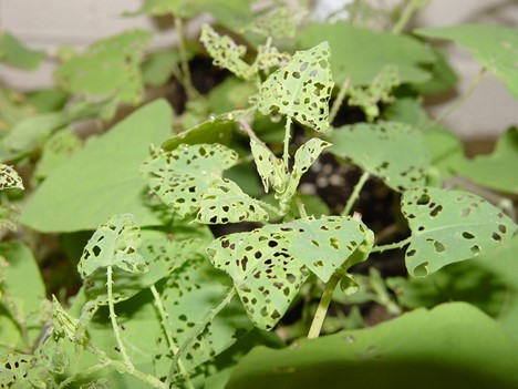 Mile-a-minute stems eaten by weevels