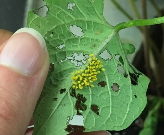 Mexican Bean Beetle Eggs