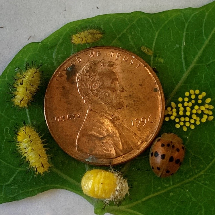 Mexican Bean Beetle Eggs, 4 Larval Instars, Pupae and Adult