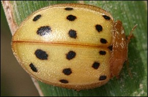 Mexican Bean Beetle (Epilachna varivestis) fully grown