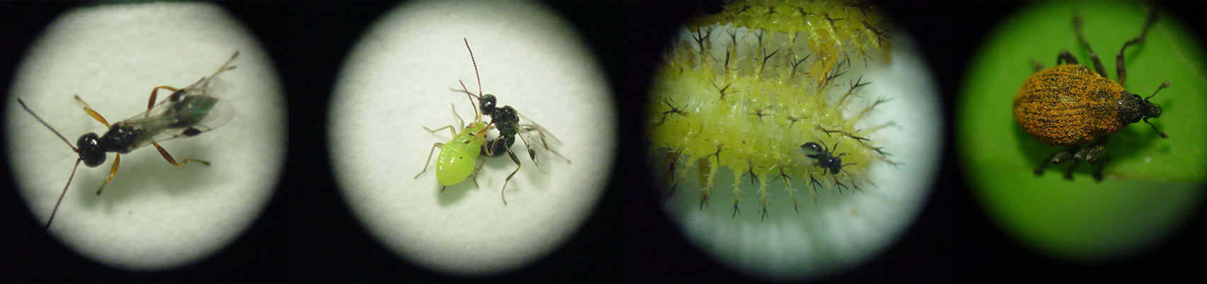  Some of the beneficial insects reared at PABIL.