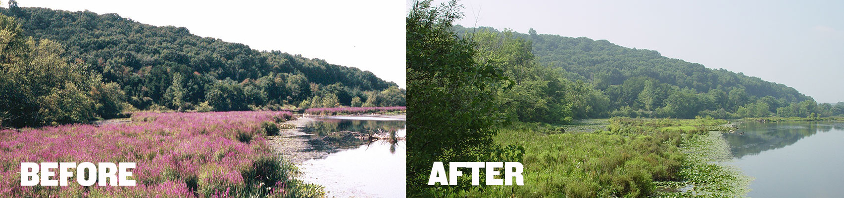  Columbia Lake before and after the release of the beneficial Galerucella spp. beetle.
