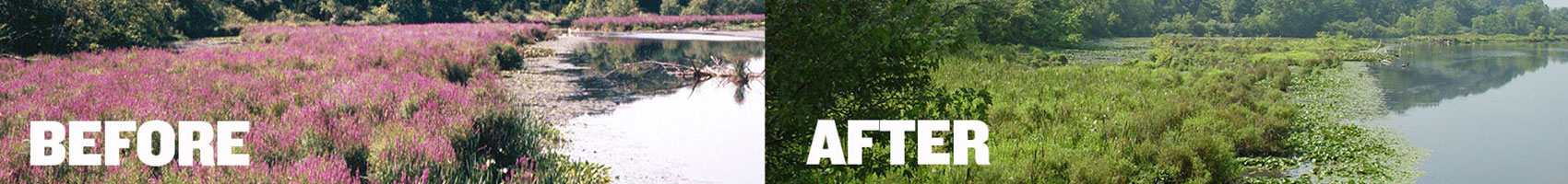 Before and After photo of invasive Canada Thistle