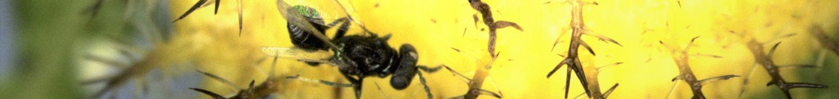 Close up of a fly on a plant