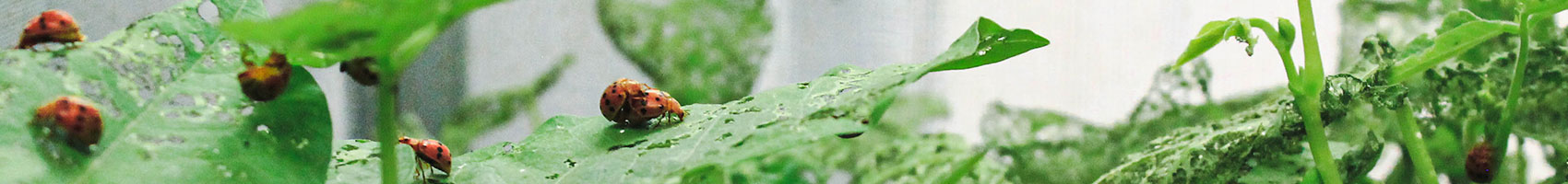 Mexican Bean Beetle Adults on Bean Plants