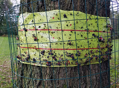 Banded oak tree with cage to reduce unwanted captures such as birds. Photo: NYSIPM Staff.