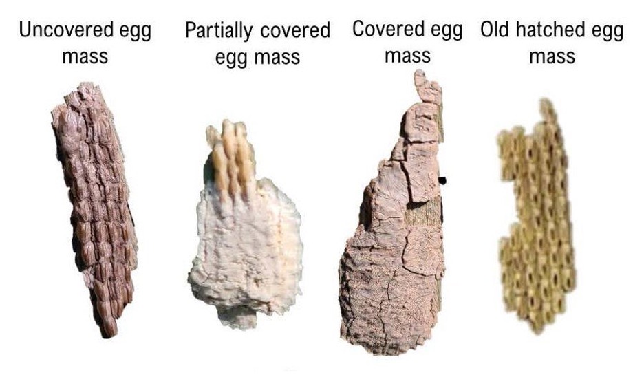 Variations in spotted lanternfly egg masses including color (yellow, gray, brown) and covering. Photo Heather Leach.