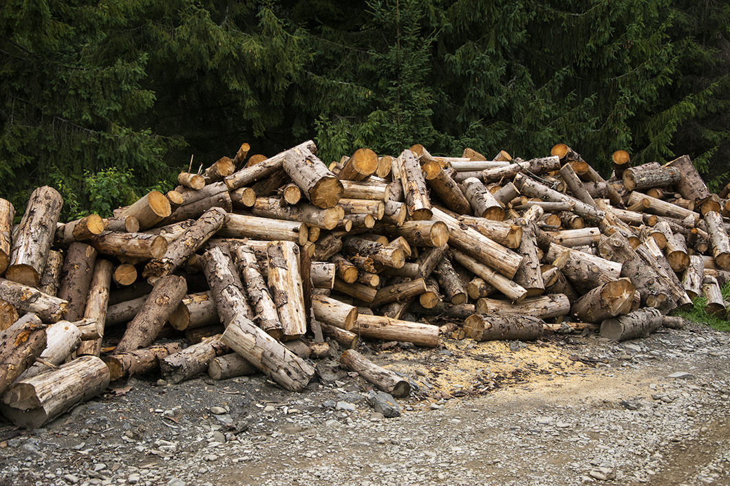 Firewood, logs, stumps