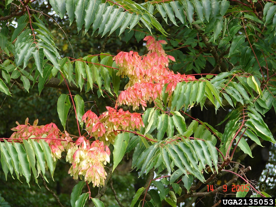 Tree of heaven