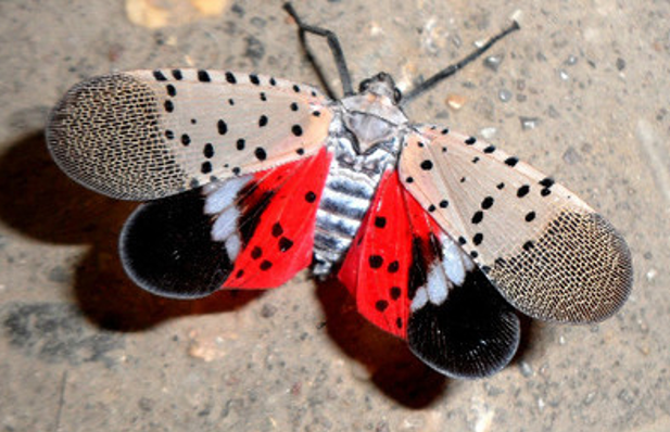 Adult Spotted Lanternfly Wings Opened