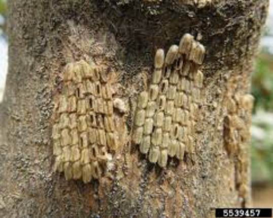 A hatched egg masses that has lost the mud-like covering exposing individual eggs that look similar to seeds.