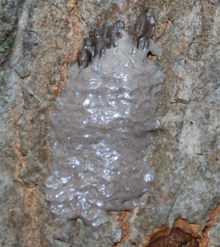 A freshly laid egg masses that has a light gray mud-like covering the eggs.  