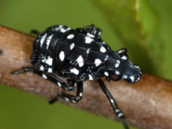 1st - 3rd nymph instar appearance