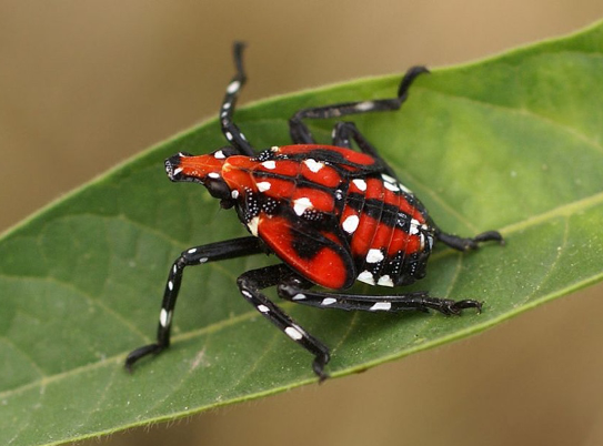 4th nymph instar appearance