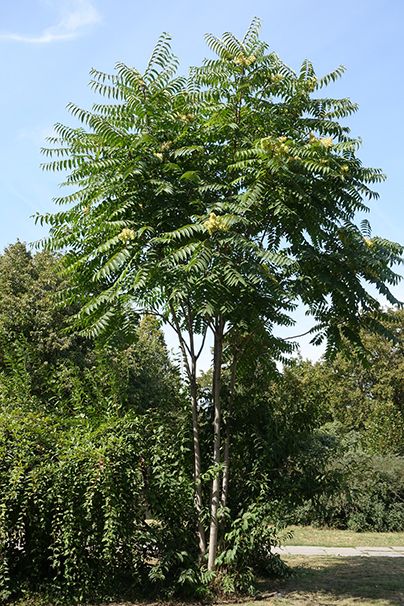 Tree of heaven