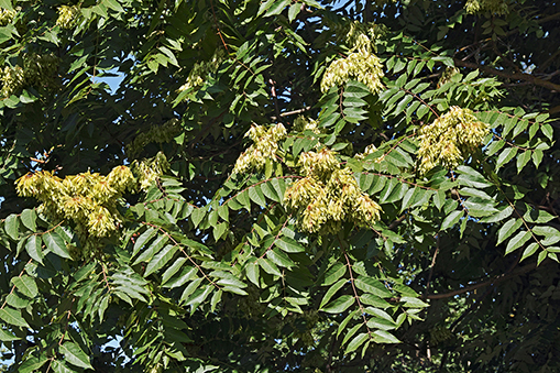 Tree of heaven - female tree with seeds
