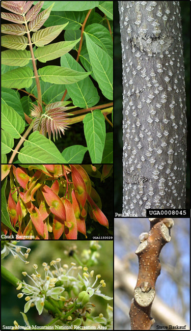 Tree of Heaven (Ailanthus altissima), is an invasive and rapidly growing deciduous tree.