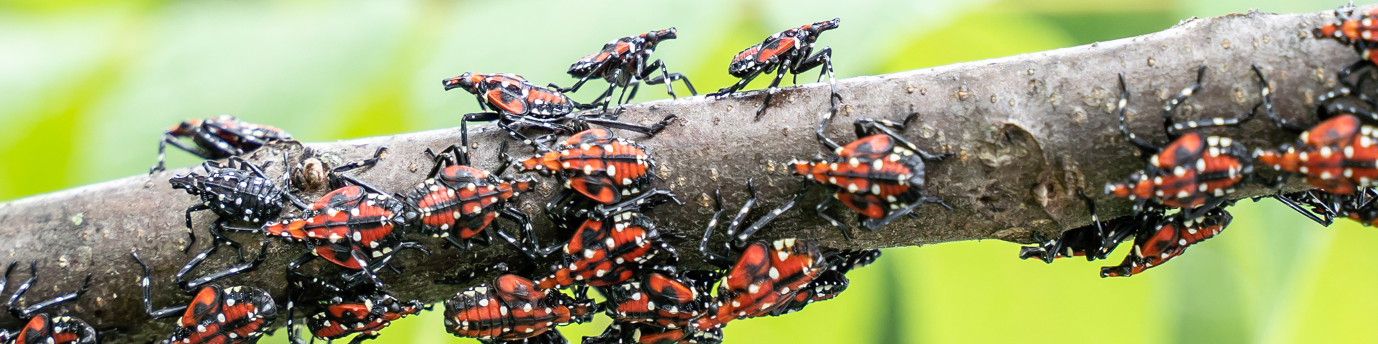 Spotted Lanternflies on a branch