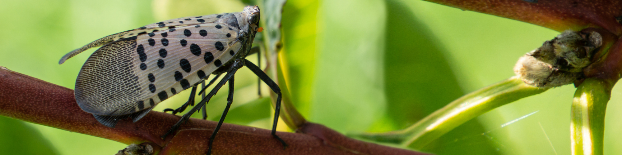 Spotted Lanternfly