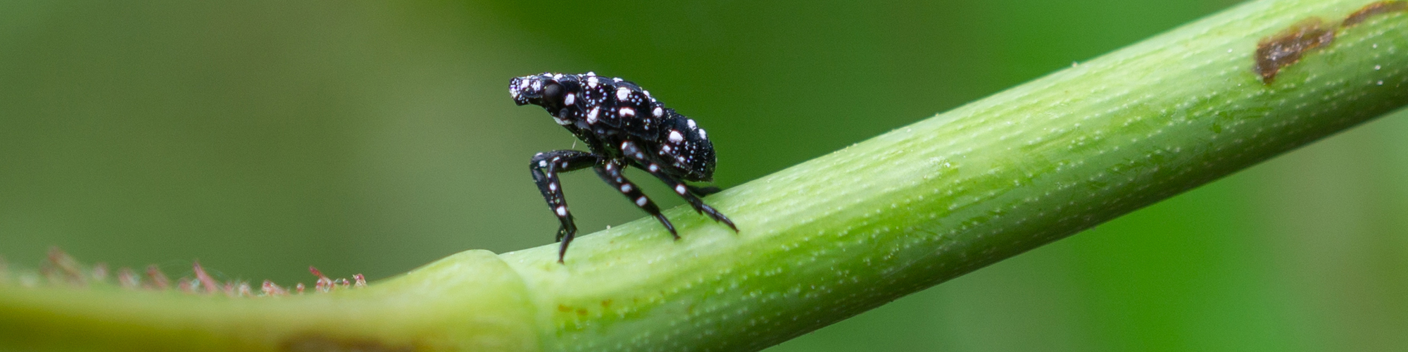 Spotted Lanternflies