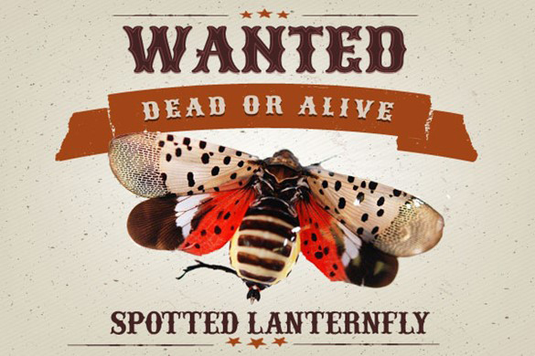 Wanted: Dead or Alive