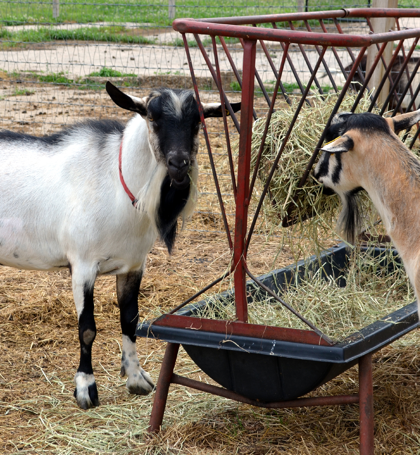 Title Introduction to raising goats