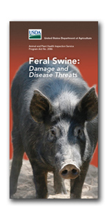 Image of feral hog brochure