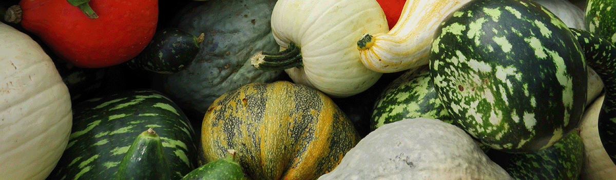 Jersey Fresh Pumpkins 