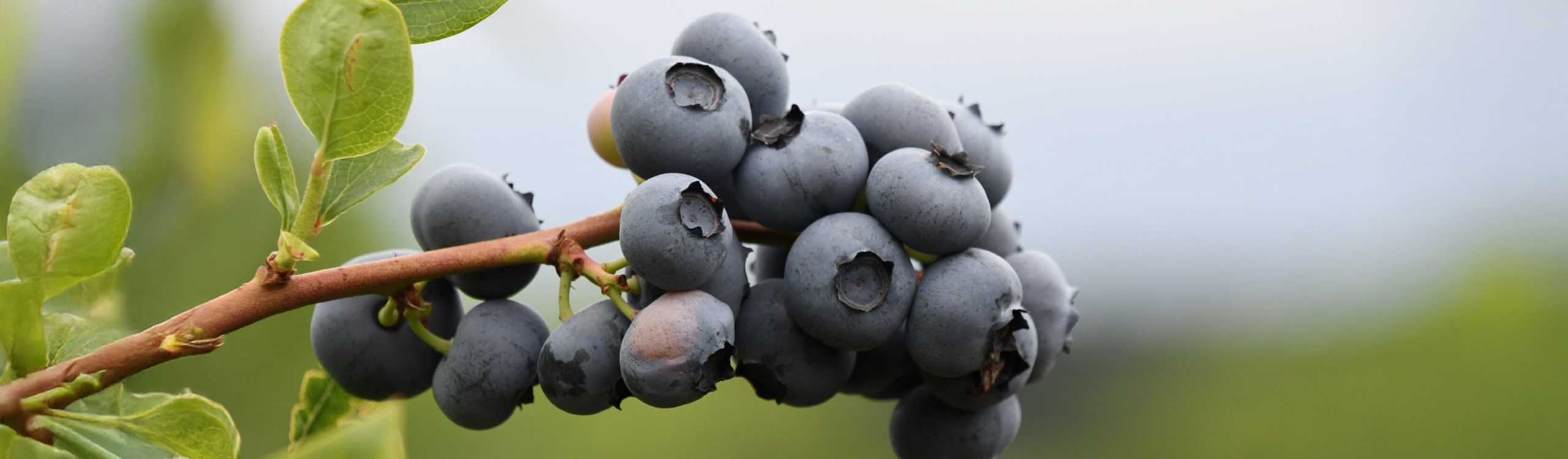 Close up of a blueberry bush