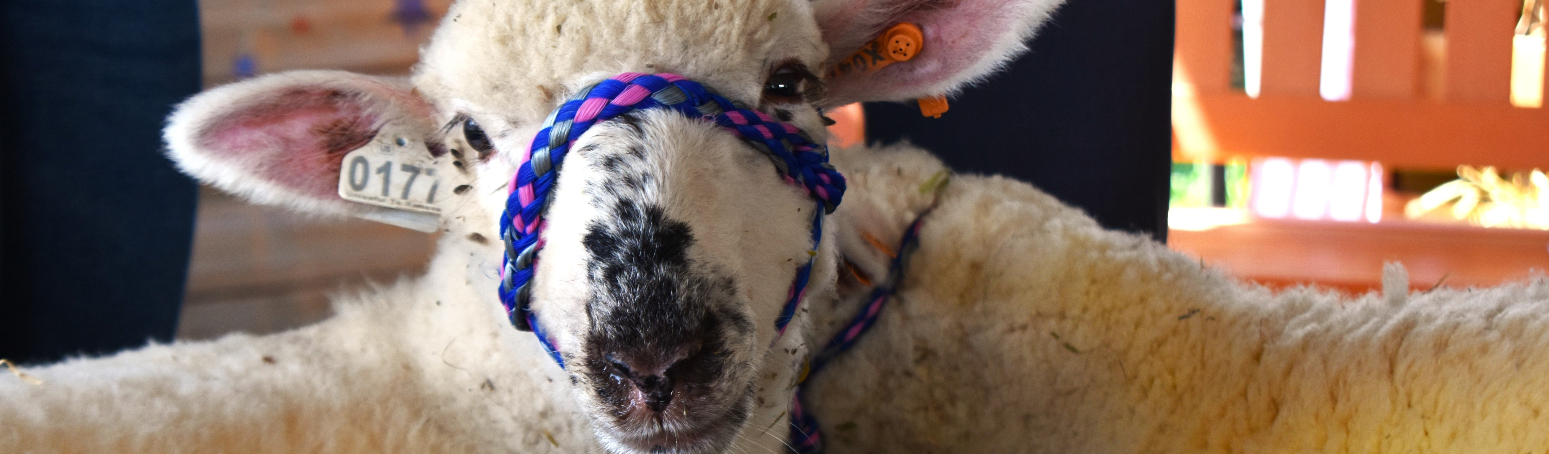 4h fairs