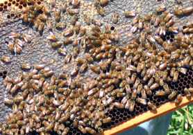 Photo of a beehive - Click to enlarge