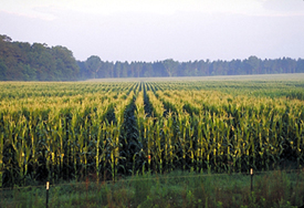 Photo of a corn field - Click to enlarge
