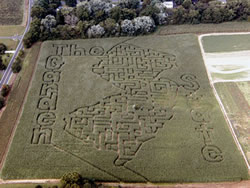 Corn Maze