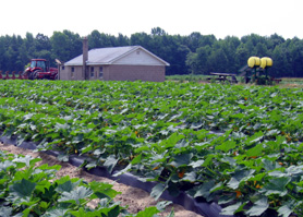 Photo of Sheppard Farms in Newport - Click to enlarge