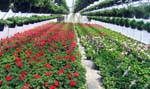 Photo of a greenhouse