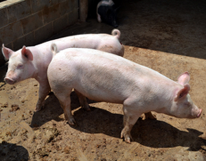 Photo of pigs in a pen