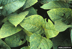 soybean rust photo