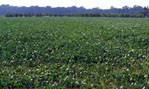 Photo of Soybean Field